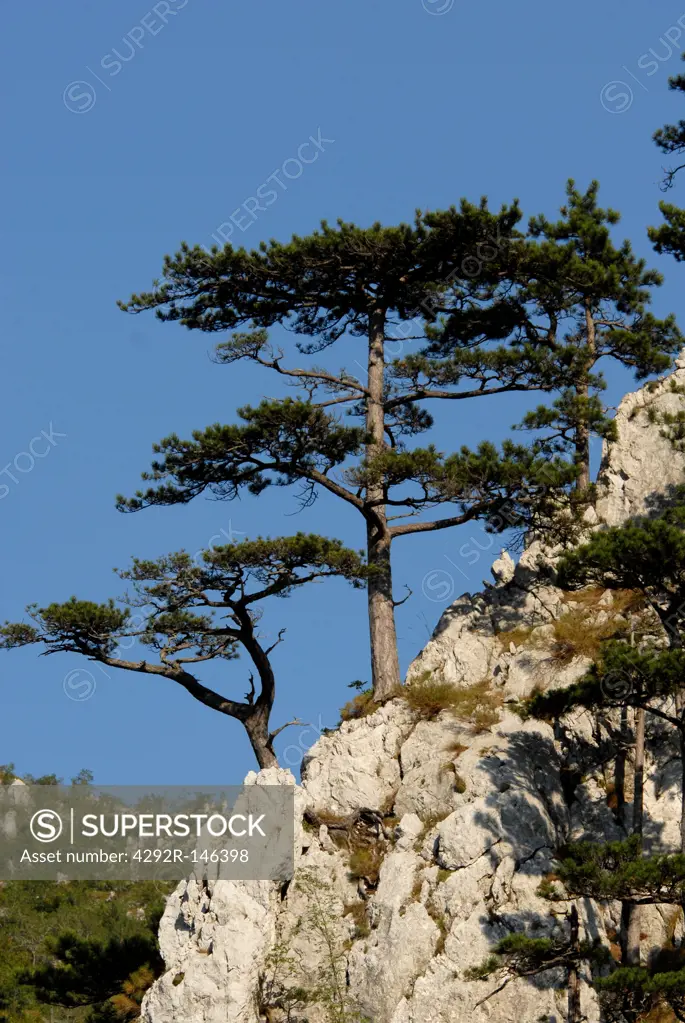 Romania, Domogled Natural Park, Banat pines