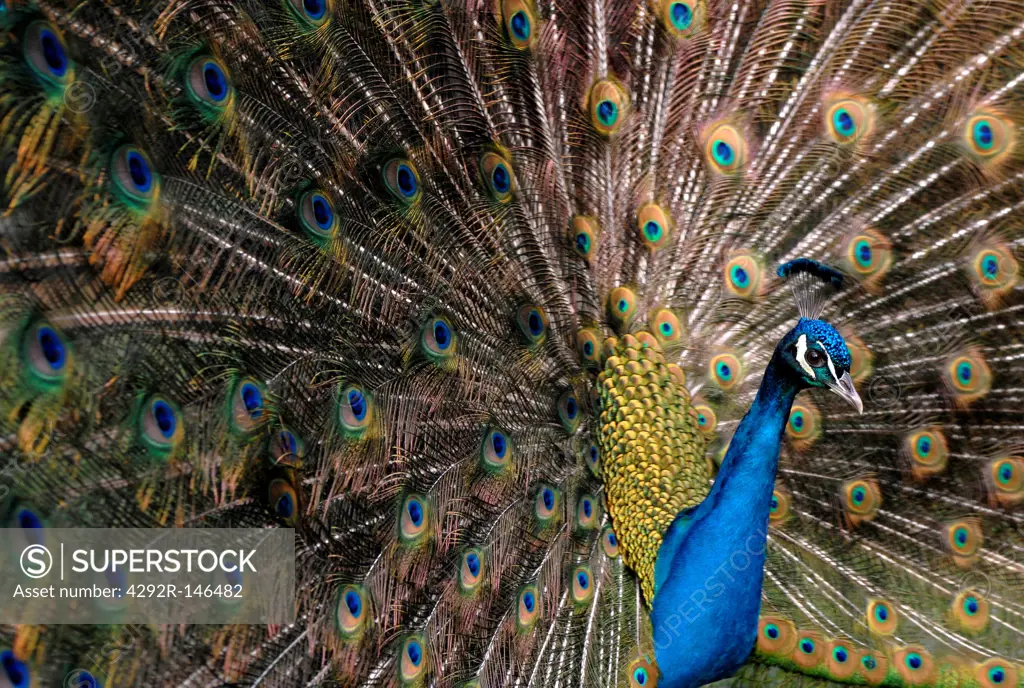 Peacock (Pavo cristatus)