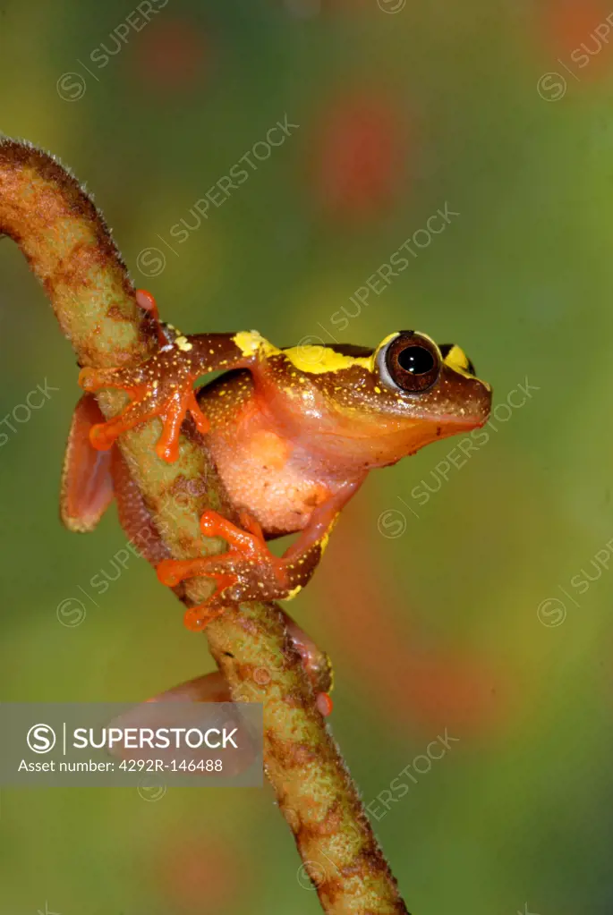 Tree Frog (Dendropsophus sp.)