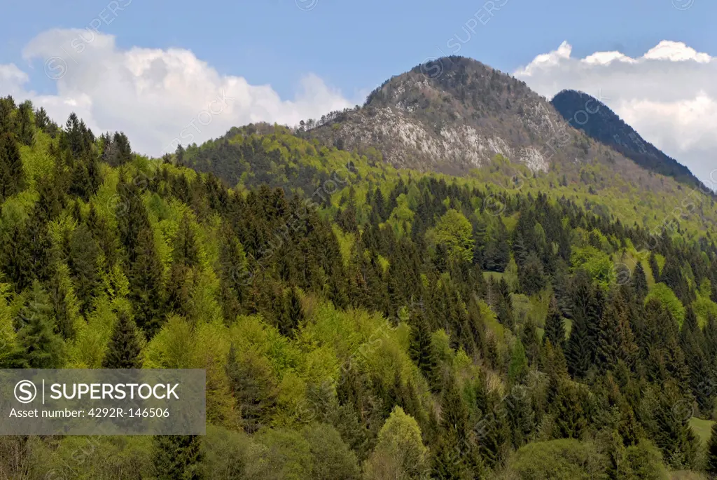 Italy, Trentino, Val di Sella , forest