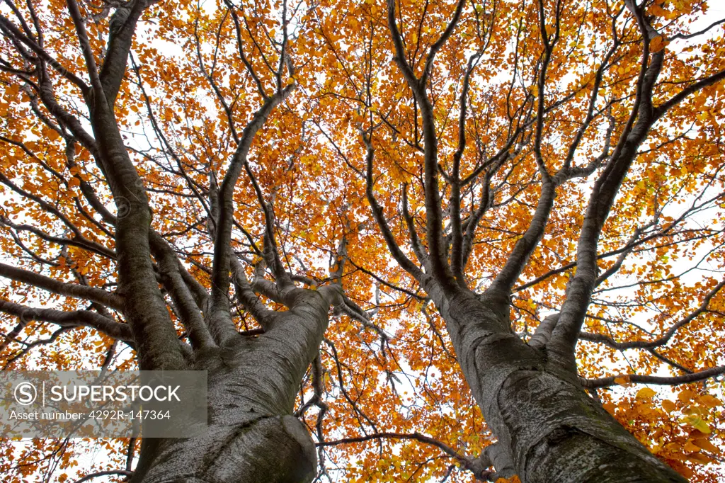 Tall trees in autumn
