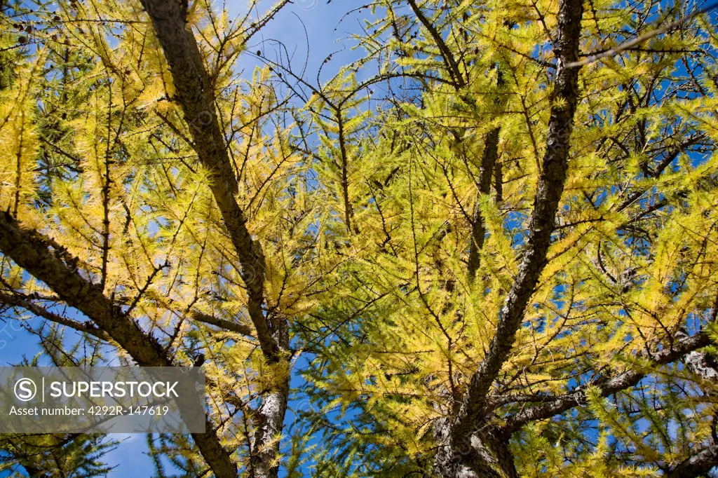 Larch tree in autumn