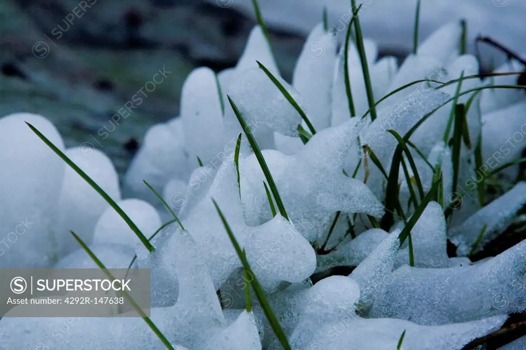 Blades of grass emerging from ice