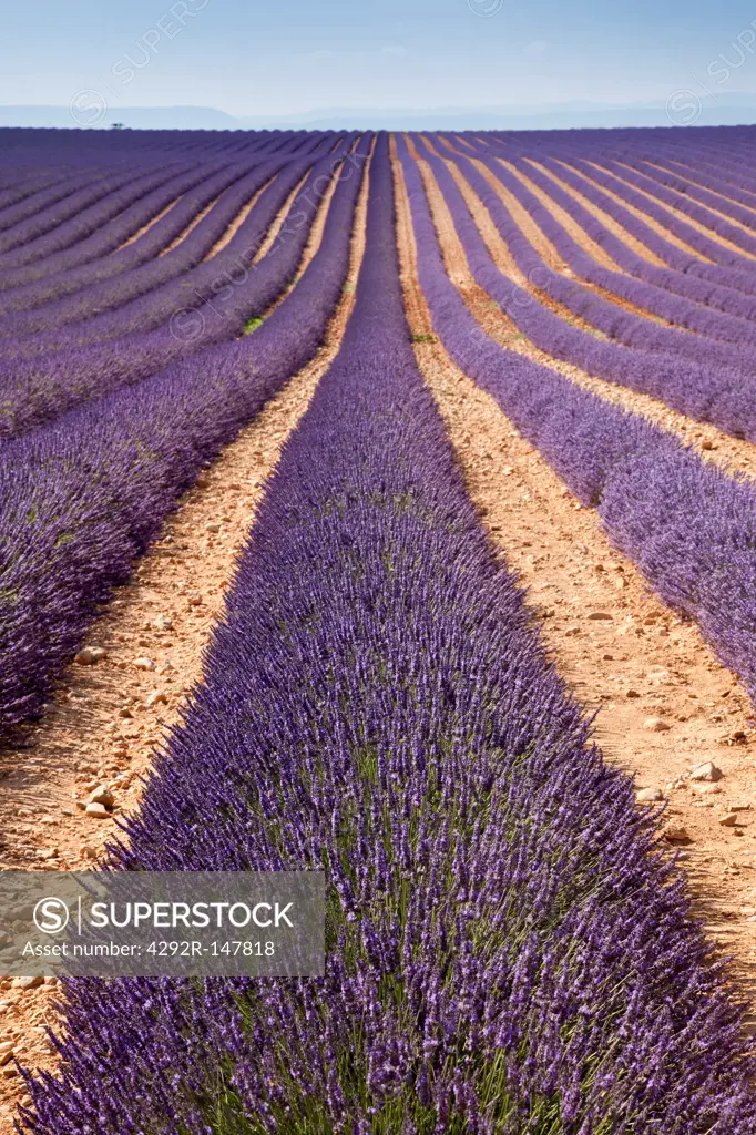 France, Provence, lavender field