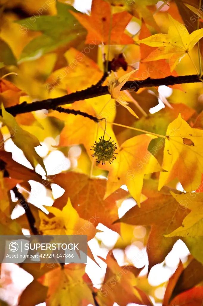 Brightly colored tree leaves