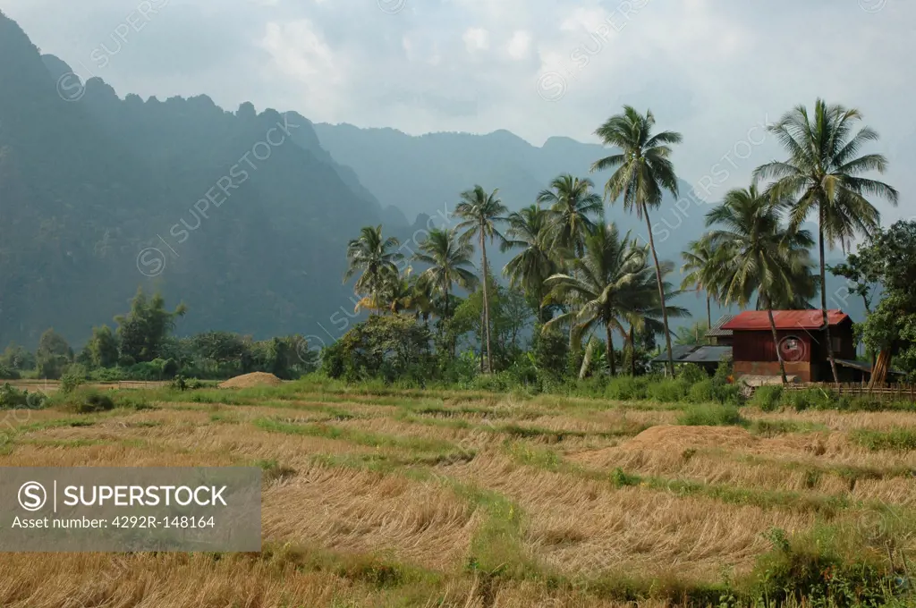 Laos, Vang Vieng, ricefields
