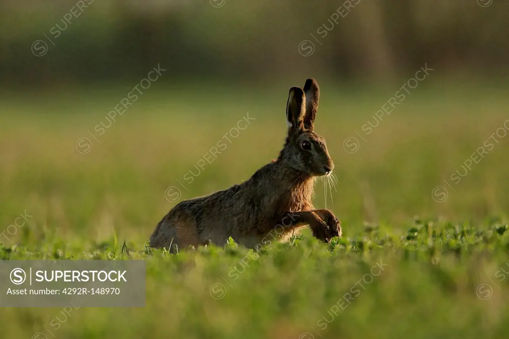 European hare, (Lepus europaeus) running