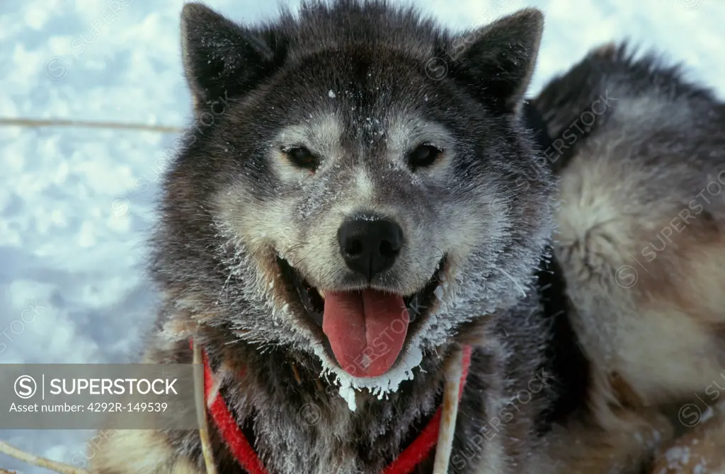 Dogsledging, close up of a siberian husky dog