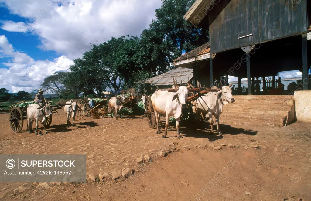 Burma, Thazi,  farmers and ox carts