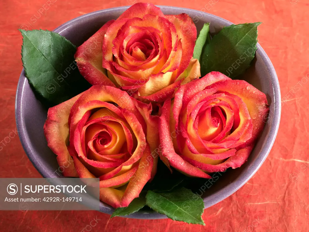 Close-up of roses in a bowl