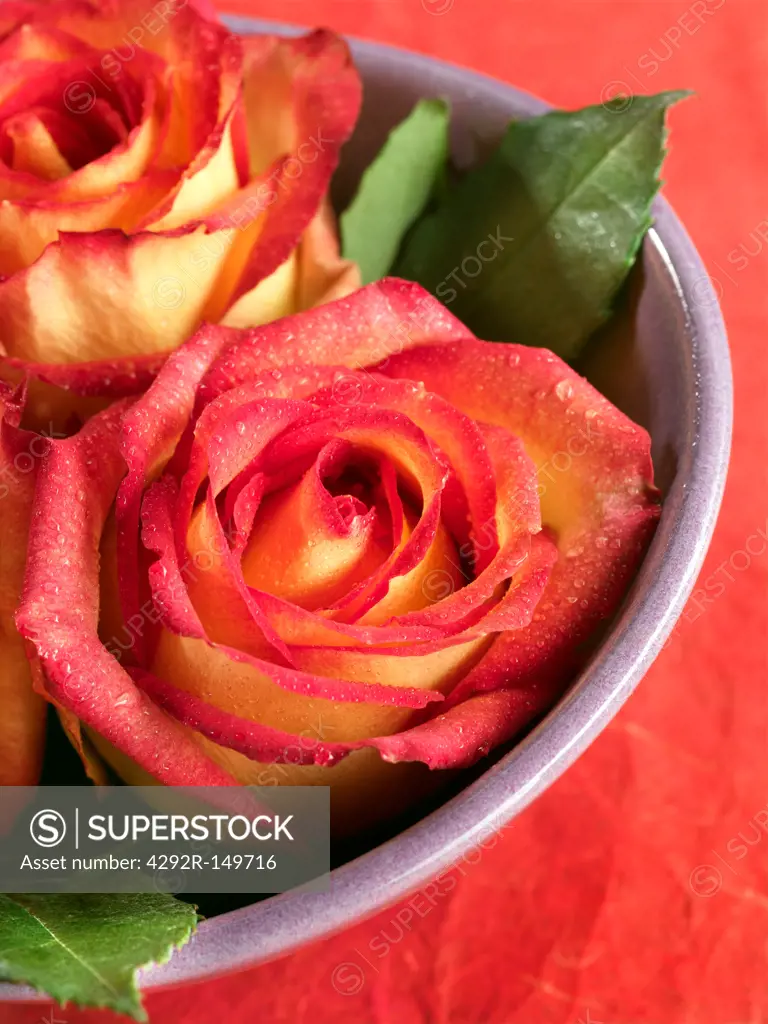 Close-up of roses in a bowl