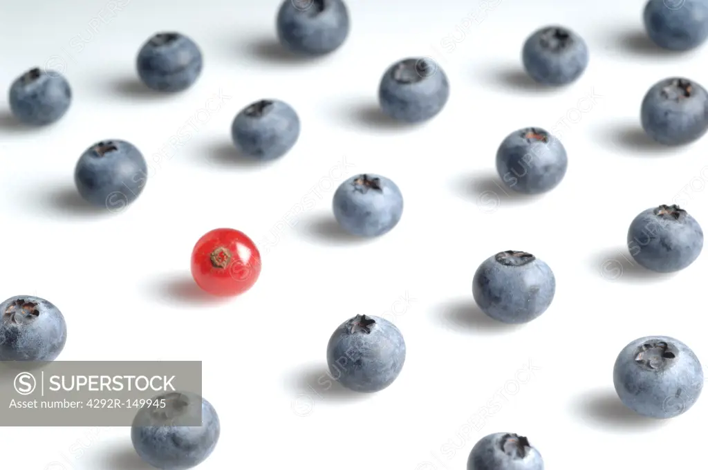 Blueberries and red currant