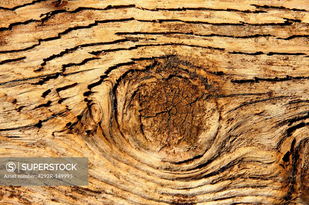 Knothole in a tree trunk