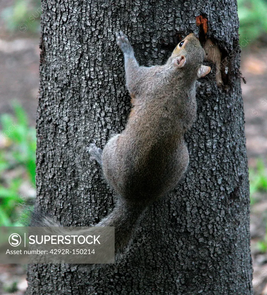 Squirrel on tree
