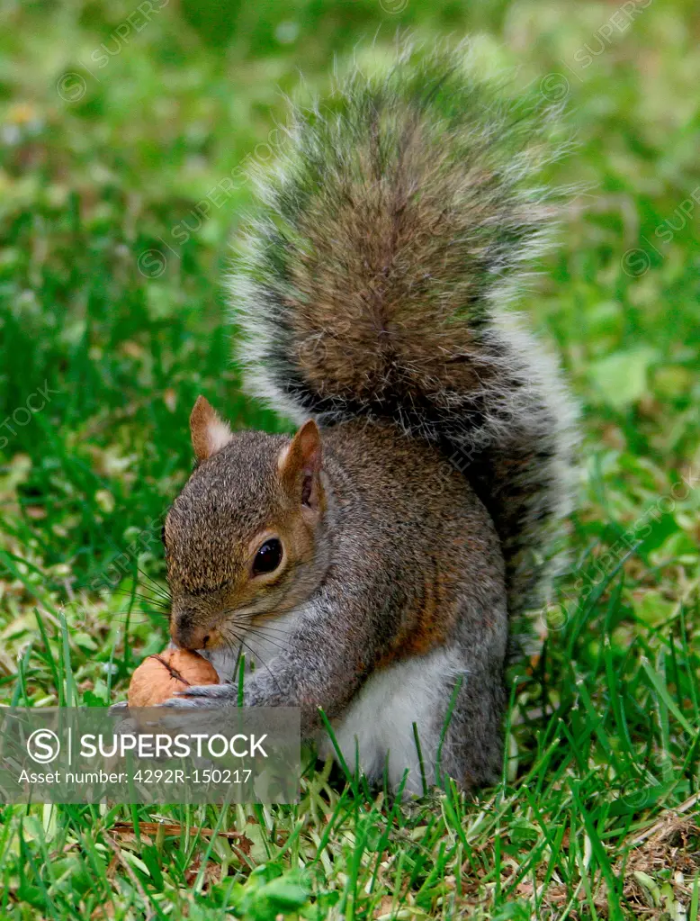 Squirrel eating hazelnut