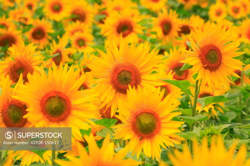 Sunflower field