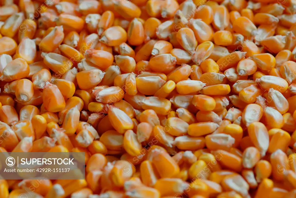 Grains of corn