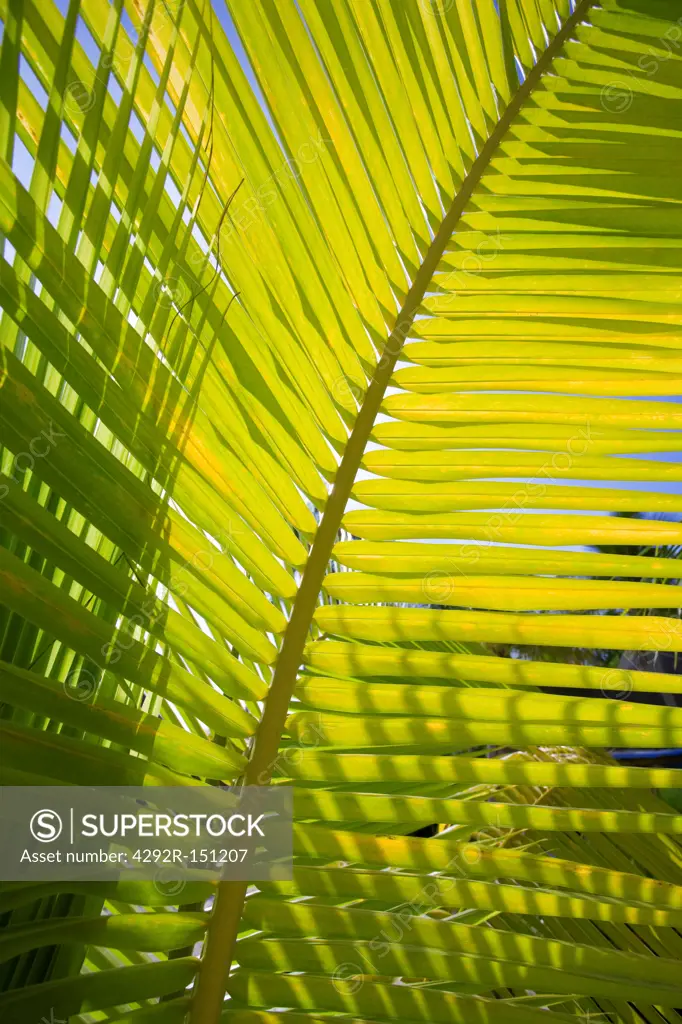 Green coconut palm frond
