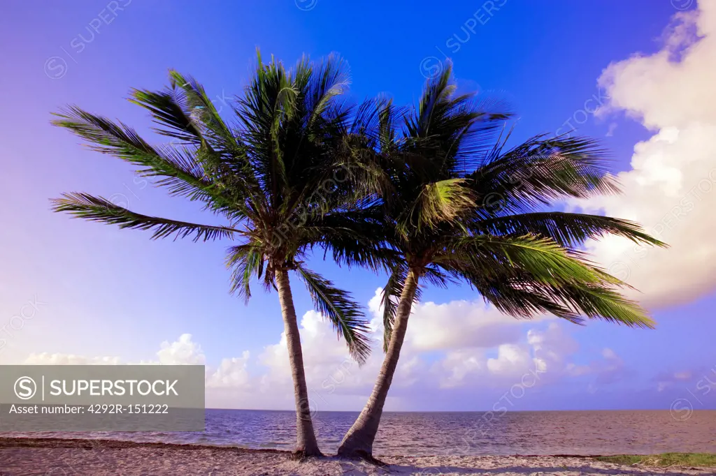Two palm trees on beach in Key West, Florida, USA