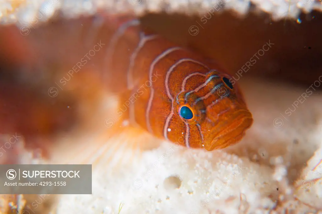 Orange Convict Goby, Priolepis sp, in burrow, Mabul, Sabah, Malaysia, Borneo.