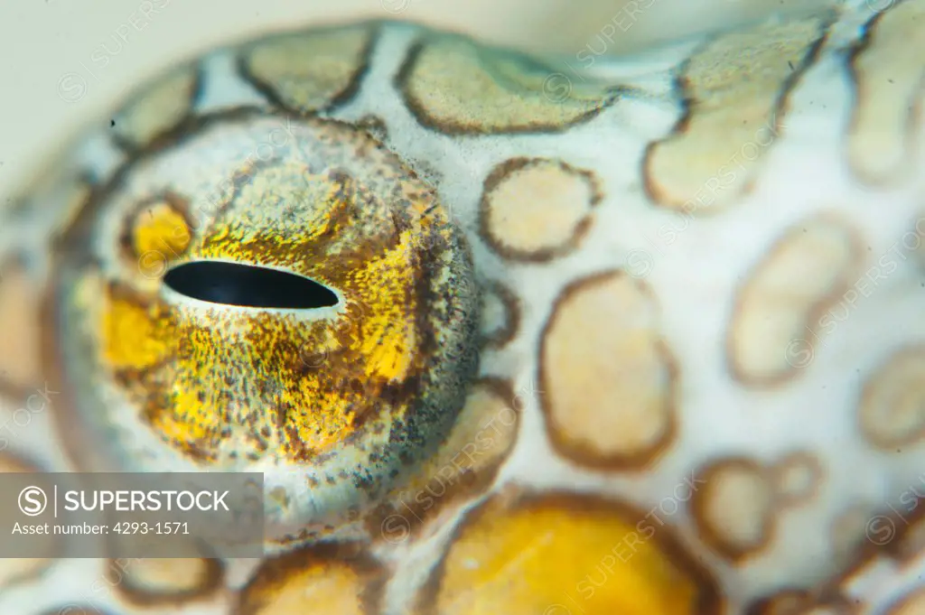 Large-Spotted Snake Eel, Ophichthus polyophthalmus, Mabul, Sabah, Malaysia, Borneo.