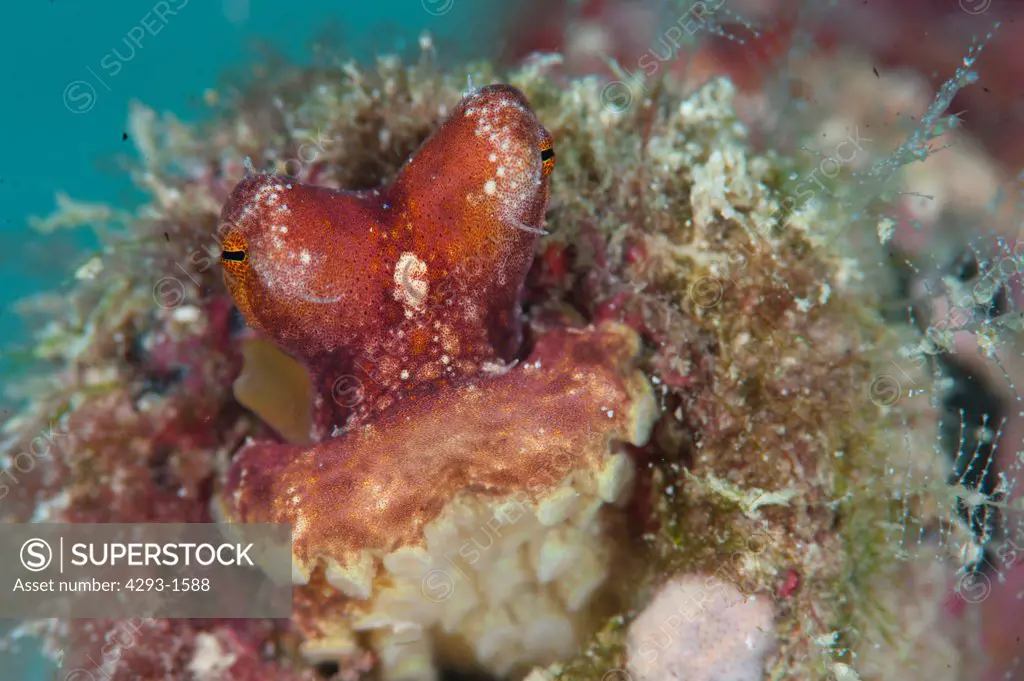 Red octopus , Octopus sp, in hole, Mabul, Sabah, Malaysia, Borneo.