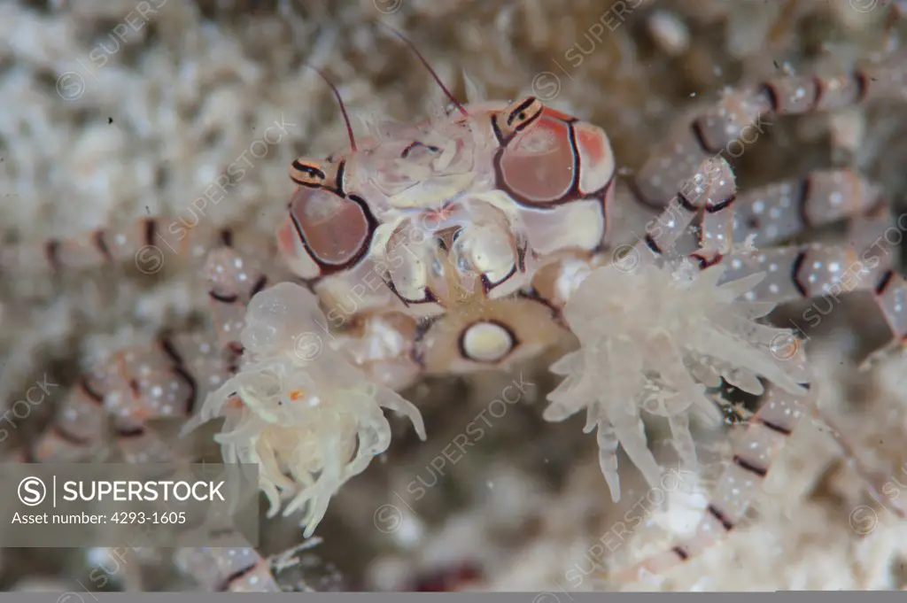 Boxer crab, Lybia tessellata, Mabul, Sabah, Malaysia, Borneo.