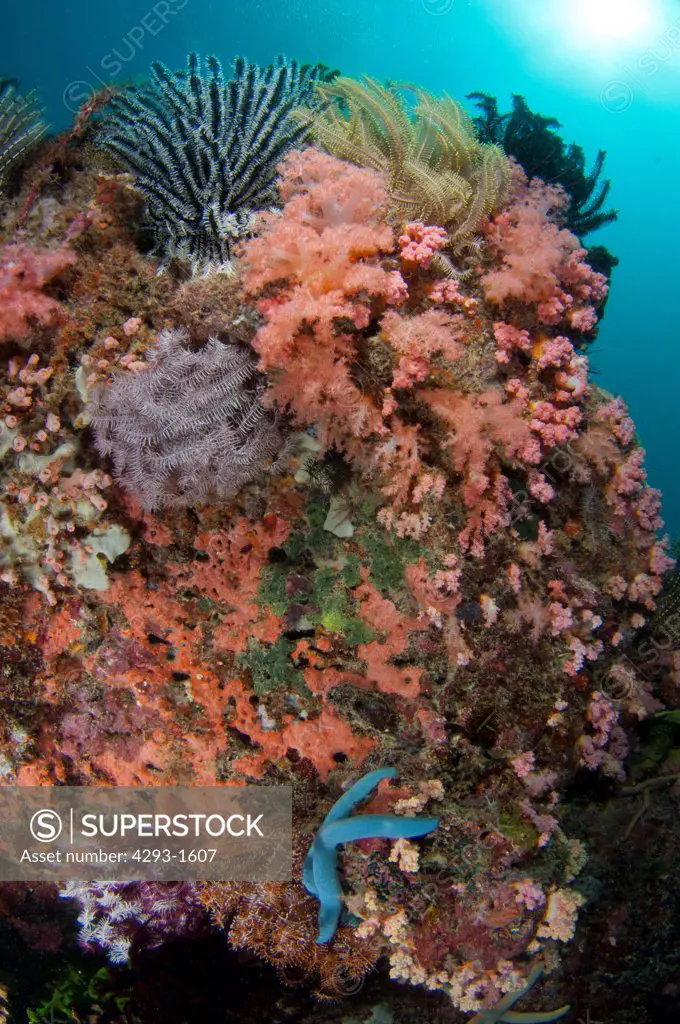 Reef community, Featherstars and soft corals, Dendronephthya sp, Si Amil, Sabah, Malaysia, Borneo.