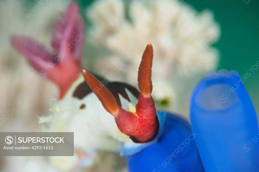 Vibrantly coloured Nudibranch, Nembrotha rutilans, Si Amil, Sabah, Malaysia, Borneo.