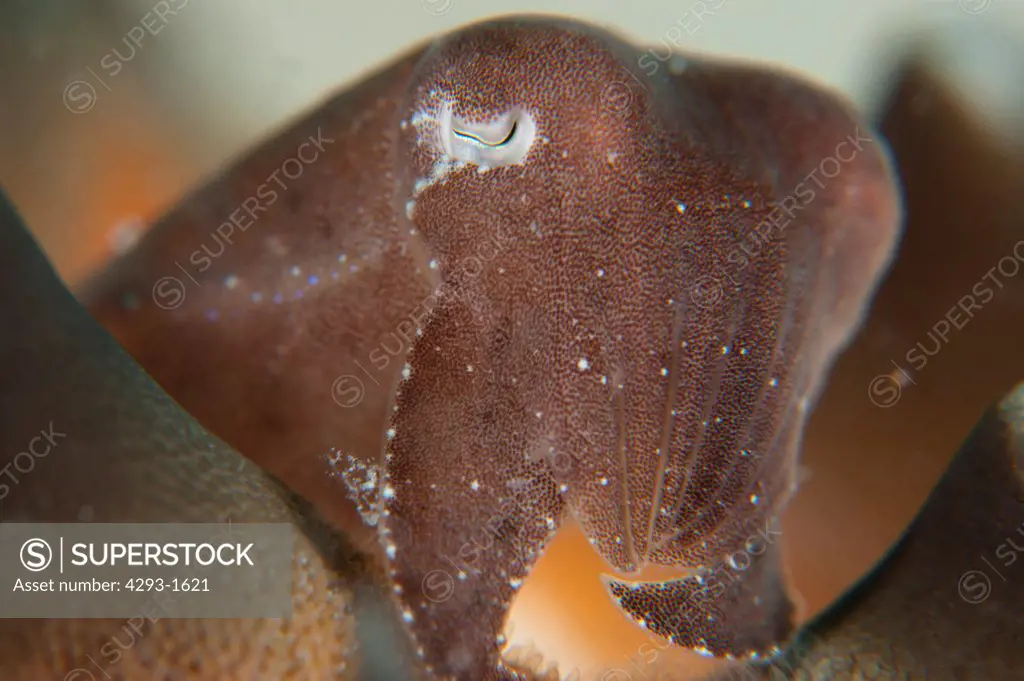 Pygmy Cuttlefish, Sepia Bandensis, on Thorny Sea Star, Si Amil, Sabah, Malaysia, Borneo.