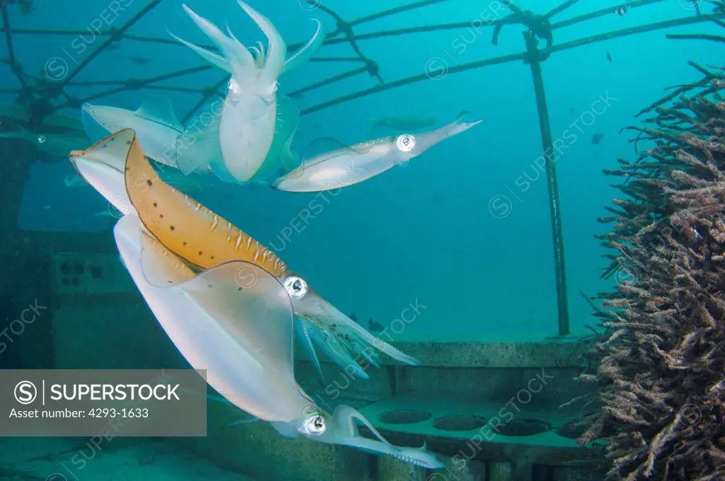Bigfin Reef Squid, Sepioteuthis lessoniana, laying their eggs in an artificial reef of palm tree roots, Mabul, Sabah, Malaysia, Borneo.