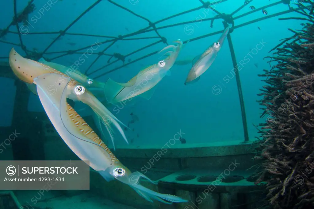 Bigfin Reef Squid, Sepioteuthis lessoniana, laying their eggs in an artificial reef of palm tree roots, Mabul, Sabah, Malaysia, Borneo.