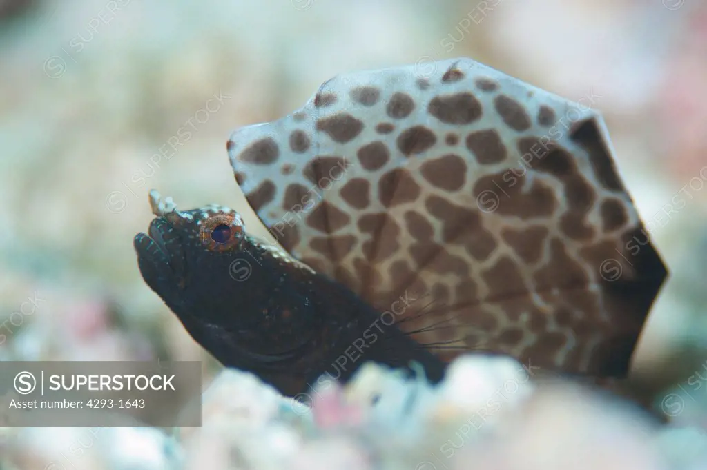 Black Sailfin Goby, Flabelligobius sp, Mabul, Sabah, Malaysia, Borneo.