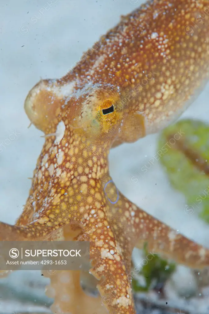Ocellated octopus, Octopus mototi, Mabul, Sabah, Malaysia, Borneo.