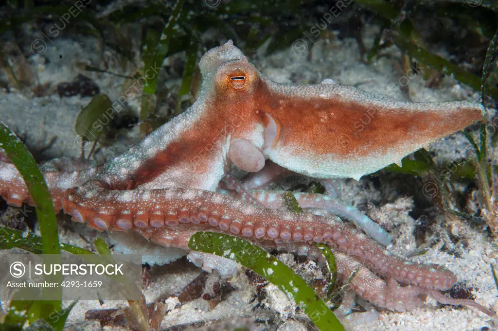 Octopus, Octopus sp, prominent white stripe through centre, Mabul, Sabah, Malaysia, Borneo.