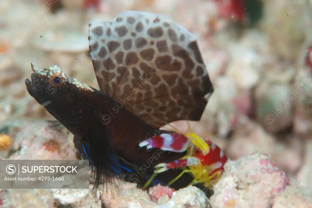 Randall's snapping shrimp, Alpheus randalli with Black Sailfin Goby, Flabelligobius sp, Mabul, Sabah, Malaysia, Borneo.