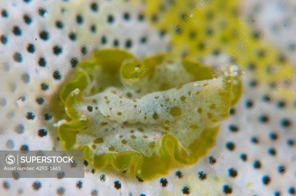 Yellow Flatworm, Pseudobiceros sp, on Sea Sponge, Mabul, Sabah, Malaysia, Borneo.