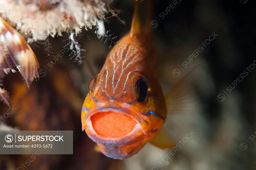 Orange Cardinalfish, Apogon sp, carrying eggs in mouth, Si Amil, Sabah, Malaysia, Borneo.