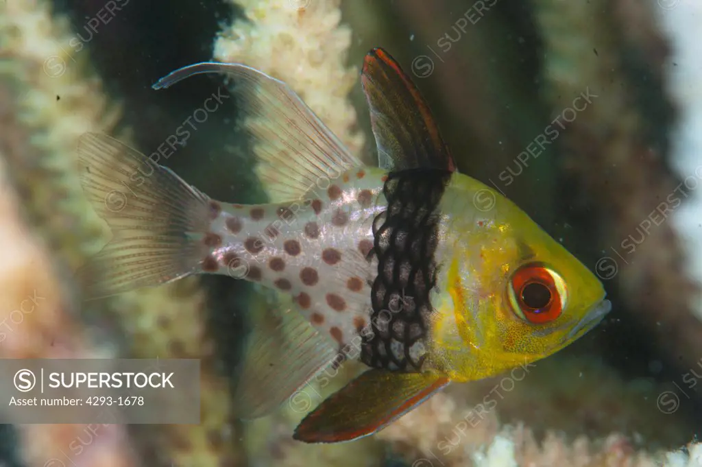 Pajama Cardinalfish, Sphaeramia nematoptera, day phase, Mabul, Sabah, Malaysia, Borneo.