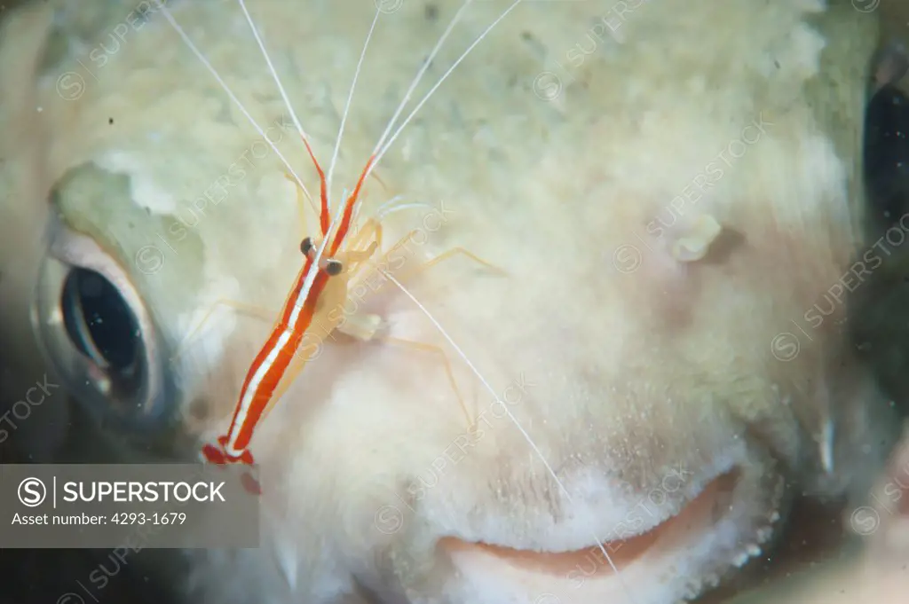 Cleaner shrimp, Lysmata Amboinensis, working on a pufferfish, Arothron sp, Mabul, Sabah, Malaysia, Borneo.