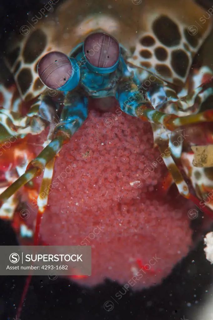 Peacock mantis shrimp, Odontodactylus scyllarus, with a brood of eggs, Mabul, Sabah, Malaysia, Borneo.
