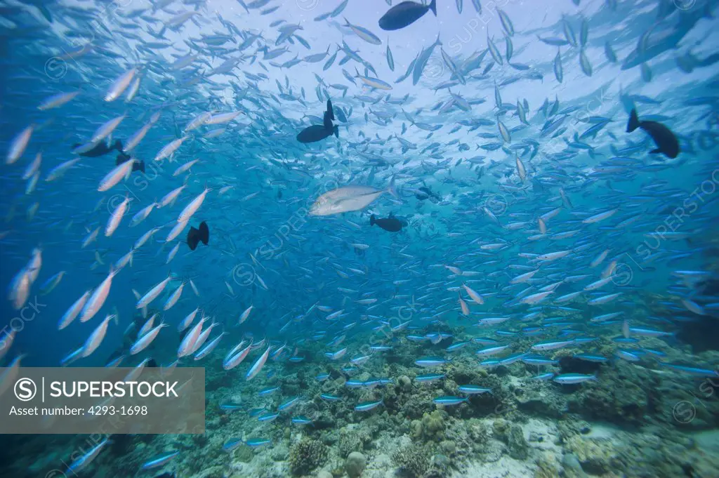 A school of Blue-Streak Fusilier fish, Pterocaesio tile, being hunted over a reef by Blue-Fin Trevally, Caranx melampygus, Dusit Thani, Maldives.