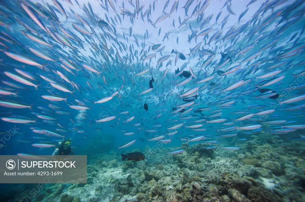 A diver and a school of Blue-Streak Fusilier fish, Pterocaesio tile, swim over a reef, Dusit Thani, Maldives.