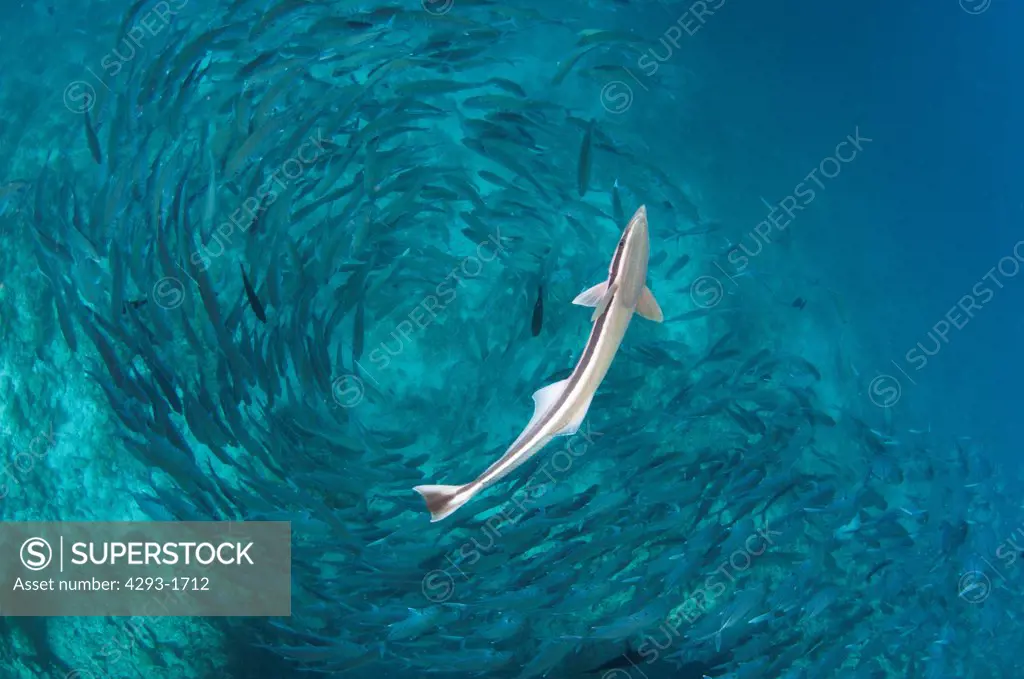 A lone Remora fish, Echeneis naucrates, swims above a school of Big-Eye Trevally, Caranx sexfasciatus, Dusit Thani, Maldives.