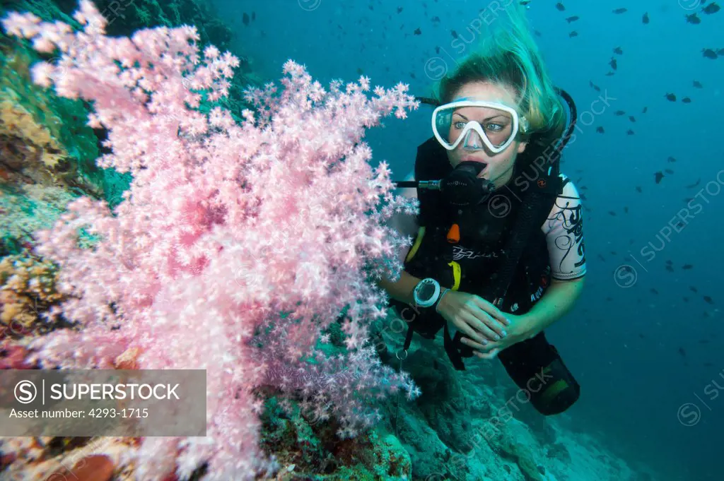A female diver observes a soft coral, Dendronepthya sp., Dusit Thani, Maldives.