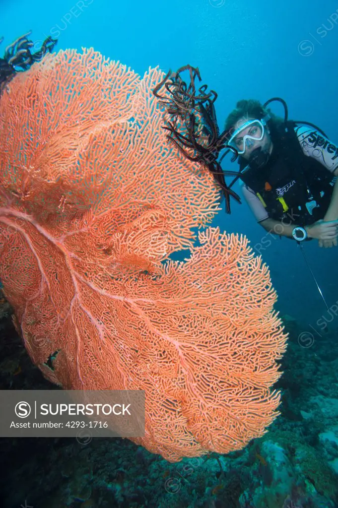 A female diver observes a large Gorgonian Sea Fan, Gorgonia sp., Dusit Thani, Maldives.
