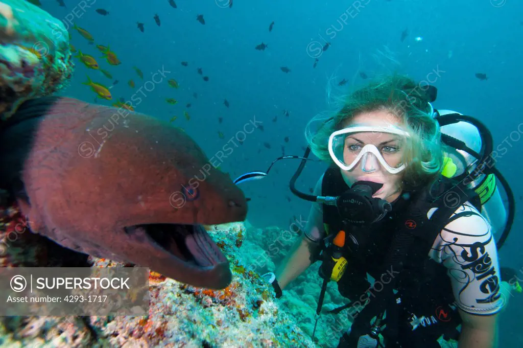 A female diver observes a large Giant Moray Eel, Gymnothorax javanicus, being cleaned by a Bluestreak  Cleaner Wrasse, Labroides dimidiatus, on a coral reef, Dusit Thani, Maldives.