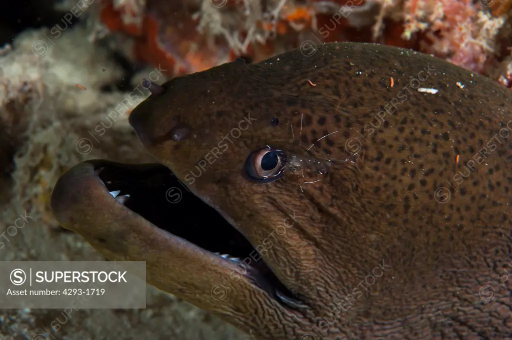 A Giant Moray Eel, Gymnothorax javanicus, being cleaned by a Cleaner Shrimp, Periclimenes, Dusit Thani, Maldives.