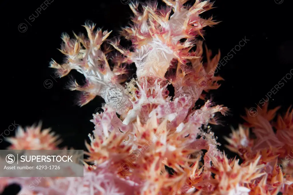 A Soft Coral Crab, Hoplophrys oatesii, camouflaged amongst its host soft coral, Dendronepthya sp., Dusit Thani, Maldives.