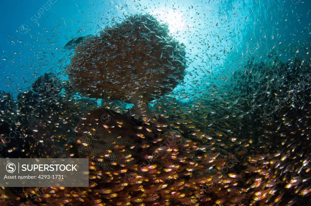 A school of Golden Sweeper fish, Glassfish, Parapriacanthus ransonneti, under a table coral, Acropora sp., on a coral reef, Dusit Thani, Maldives.